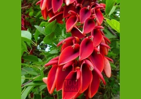 گیلاس تک دانه مشهدی تکدانه 