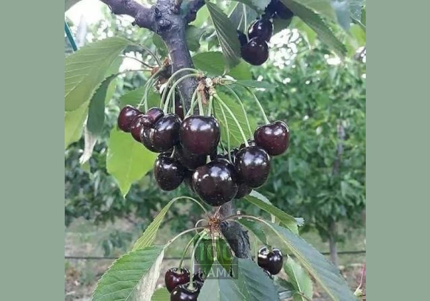 گیلاس تک دانه مشهدی تکدانه 