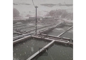 فروش مستقیم و بدون واسطه ماهی قزل آلا 