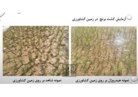 شرکت نانو سازان جوان همراه کشاورزی نوین