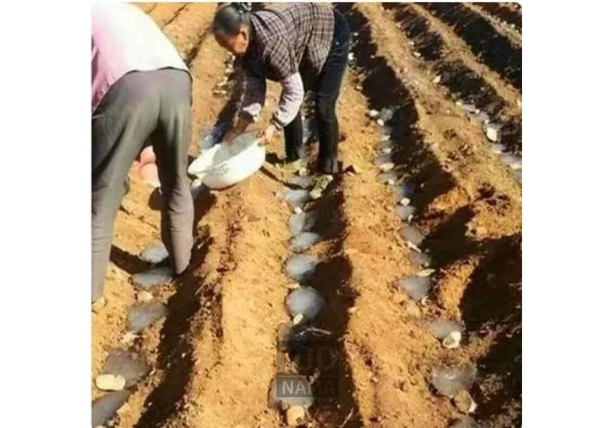 عرضه کننده سوپرجاذب کشاورزی پیشرفته