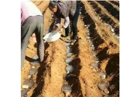 عرضه کننده سوپرجاذب کشاورزی پیشرفته