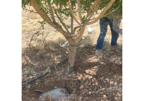 عرضه کننده هیدروژل کشاورزی اصل 