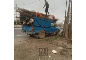 نهال صنوبر سریع رشد