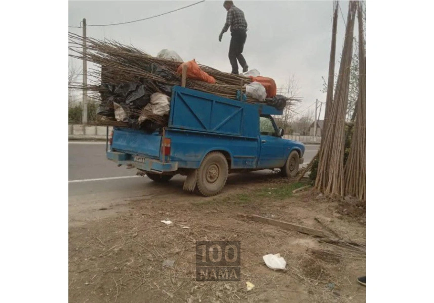 نهال صنوبر سریع رشد