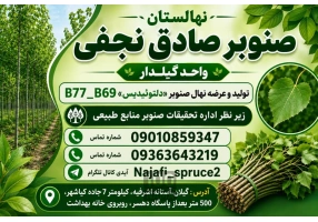نهال صنوبر سریع رشد