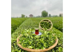 فروش چای طبیعی قلم لاهیجان