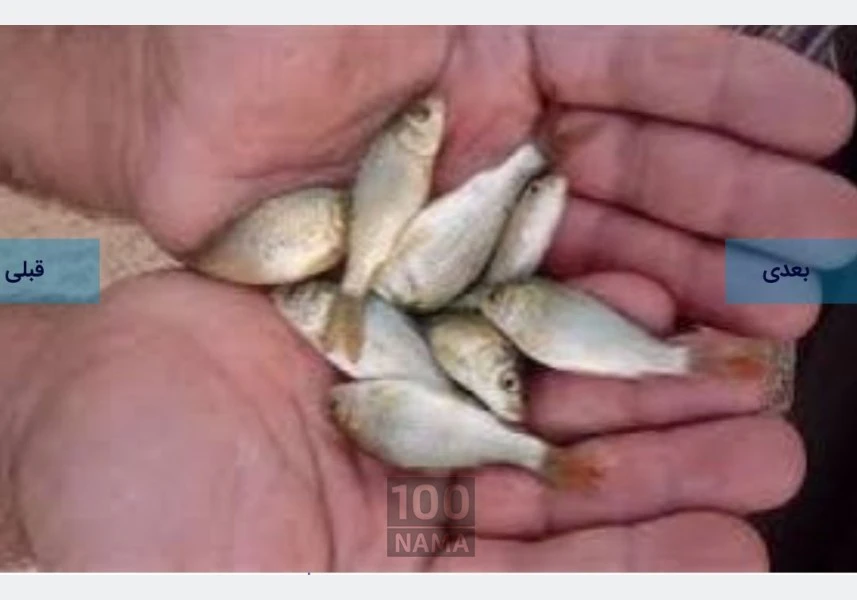 فروش انواع بچه ماهیان تیلاپیا ، لارو ، یک بند