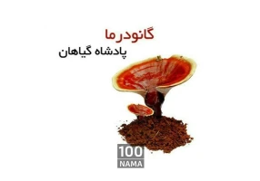 نمایندگی قارچ و قهوه گانودرما